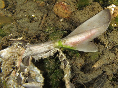 Was worried I'd found the Sixgill. Nope, just a crab munching on Dogfish remains.