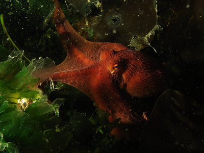 Another Red Octo. Found more than a dozen of them during the two dives.