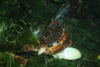 crab munching on an OCTO still alive