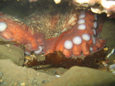 Octopus Hole 005.jpg