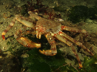 Spiny Lithoid Crab 1.JPG