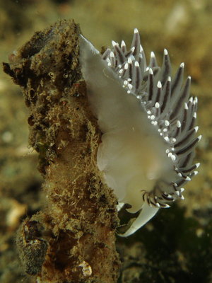 Flabellina or Cuthona?