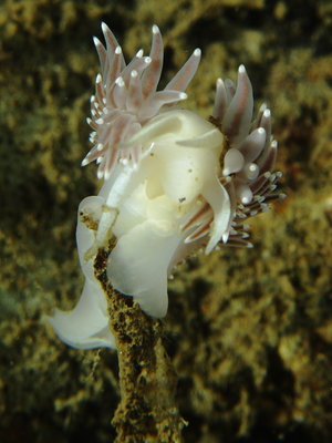 Flabellina 3.JPG