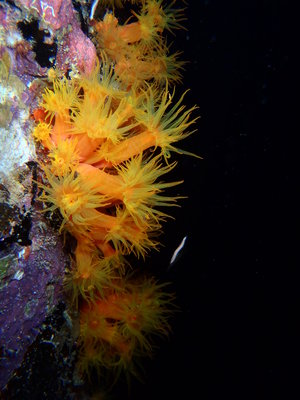 some type of tube worm that only came out at night. Salt pier Bonaire