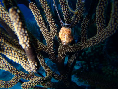 Flamingo tongue Bonaire