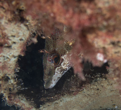 shy painted greenling