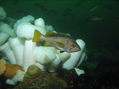 Yellowtail Rockfish at Tyler Rock, Barkley Sound, BC