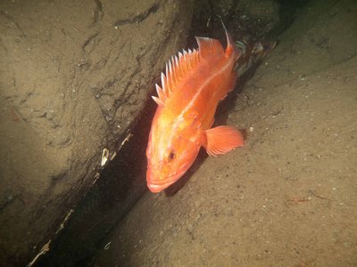 rockfish yelloweye IMG_3709_sm.jpg