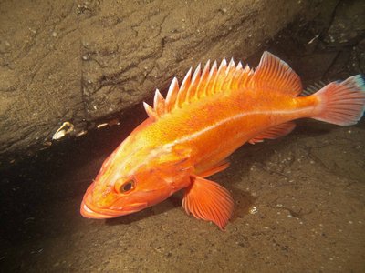 rockfish yelloweye_sm.jpg