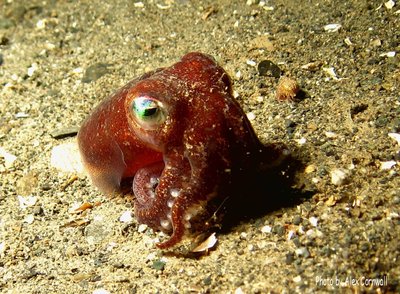 Little Stubby Squid @ T-dock