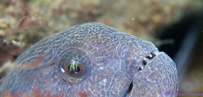 Juvenile Wolf Eel Close Up at Elephant Wall.jpg