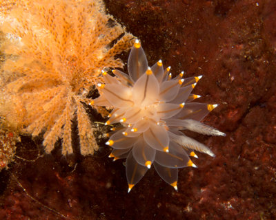 Janolus Fuscus Nudi