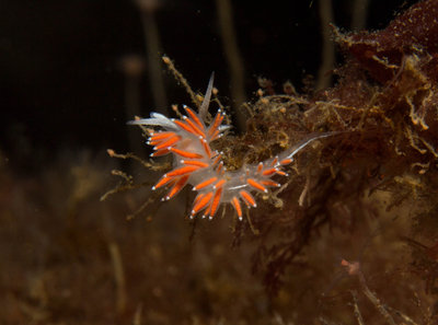 Flabellina Dushia? I think that's what this is.