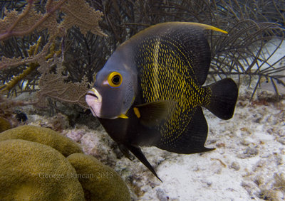 Friendly French Angelfish