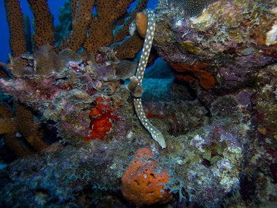 I think this is a Snake Eel?