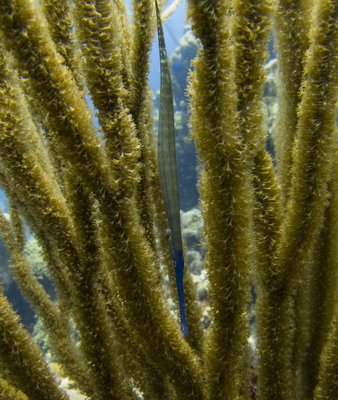Cornetfish Hiding in the Soft Coral
