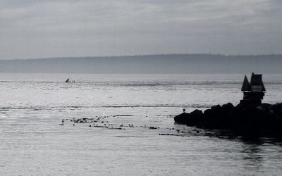 Folks on shore said they'd been going by for about 10 min. or so by the time I got out...