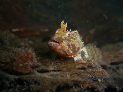 Scaleyhead Sculpin