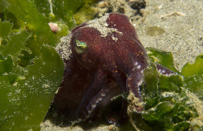 Stubby Squid Disguised.jpg