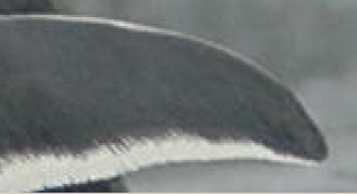 Also a 500% zoom, but from a photo originally saved in JPG format. (Open the full image to really see the problems.) The blocky, smeared appearance and distortions around the wing edges are compression artifacts, and these may get worse every time the image is saved as a JPG. The JPG has also lost some color and contrast information when compared to the RAW image.