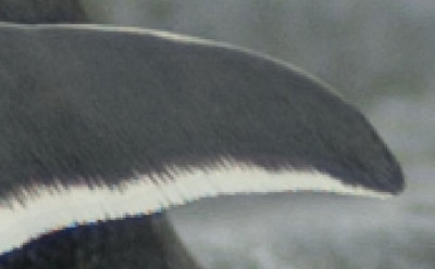 A 500% zoom on the wing of the center bird, starting from RAW format.
