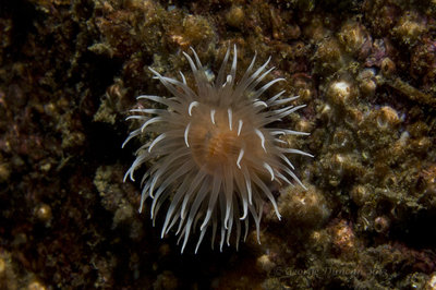 Redondo Anenome.jpg