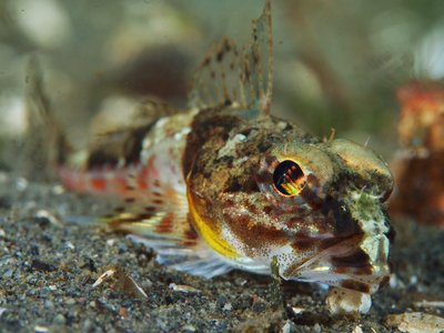 Roughback Sculpin