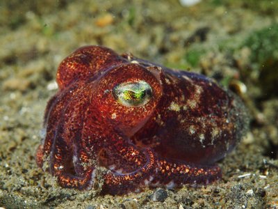 Stubby Squid