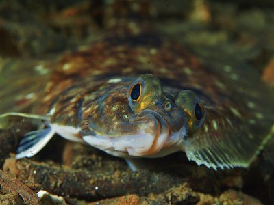 Any ideas on what flatfish?