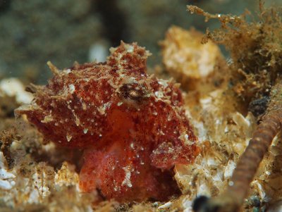Dime-sized red octopus