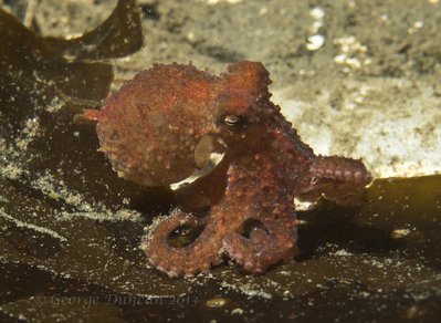 Baby Red Octo on Kelp.jpg