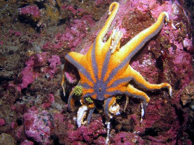 Striped Sun Star with wasting disease