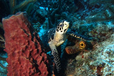 Sample shot. Saw this turtle deep on the wall at the end of a 2nd dive, did a quick dip near Deco to get this shot... but it was worth it