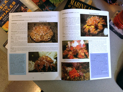 Puget Sound King Crab page!