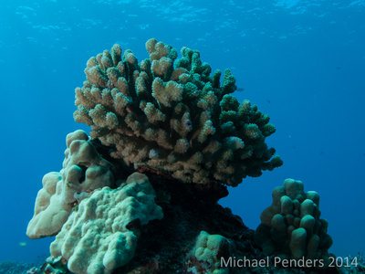 Coral 1.jpg