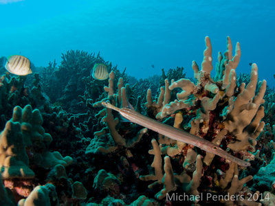 Trumpetfish 1.jpg