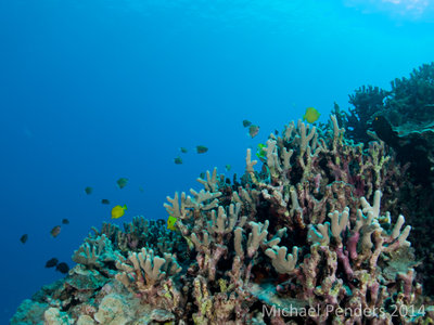 Finger Coral Reef 1.jpg