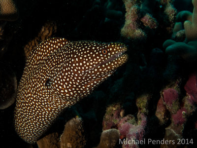 White Mouthed Moray 3.jpg