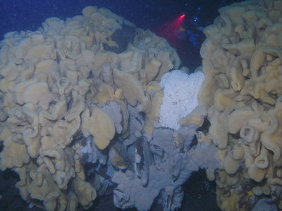 The damaged cloud sponge after a ling laid its eggs on it