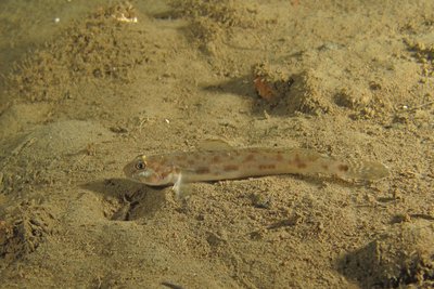 goby bay_1044 sm.jpg