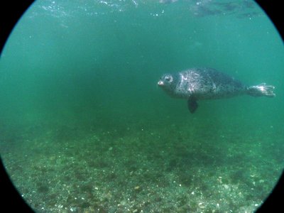 harbor seal orig pic