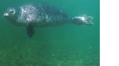 harbor seal zoom in