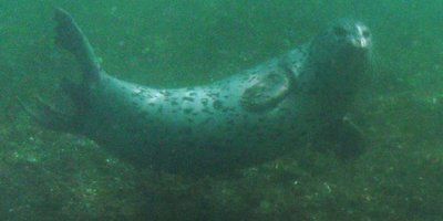 harbor seal zoom in