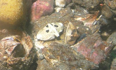 umbrella crab - identical to Andy Lamb &quot;Marine Life of the Pac NW&quot; book page 313