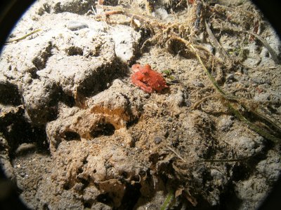 Baby Red Octo at Mukilteo Lighthouse Park