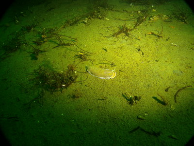 Striped Nudibranch at Les Davis