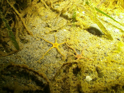 Here 2 Brittle Stars, one with more yellow and one with more brown coloration.