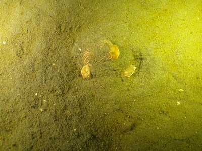 Striped Nudibranchs mating in the sand (right side to right side as Jan described before)