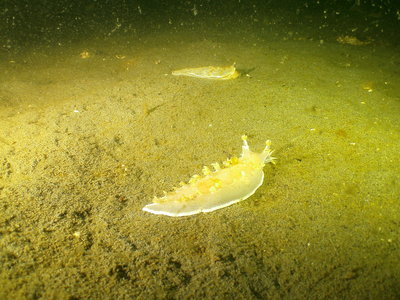 Striped Nudibranch and Dimondback Trytonia &quot;running&quot; towards a delicious healthy Orange Sea Pen