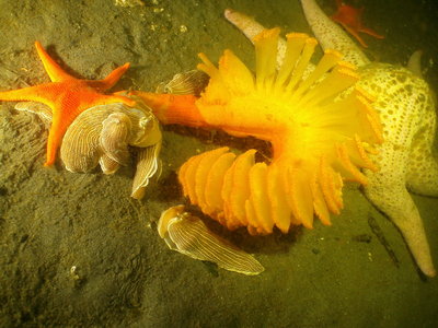 Orange Sea Pen ambushed by Striped Nudibranchs, Vermilion Star and Short Spined Pink Star approaching